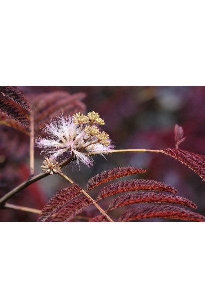 Шовкове дерево розкривання квітів